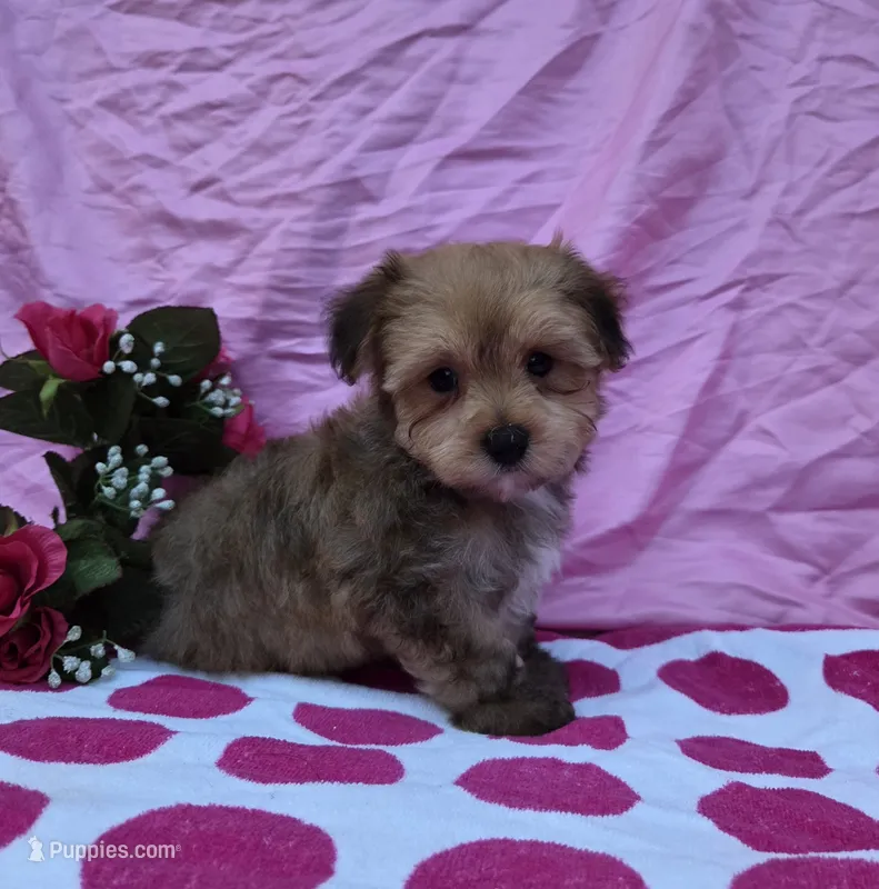 Tonya – Morkie puppy for sale in Lake, MI