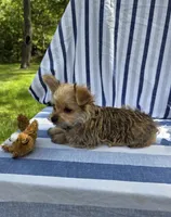 Prince , a male Morkie for sale in Lake, MI – 4 of 7