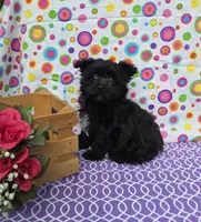 Sasha, a female Morkie for sale in Lake, MI – 6 of 7