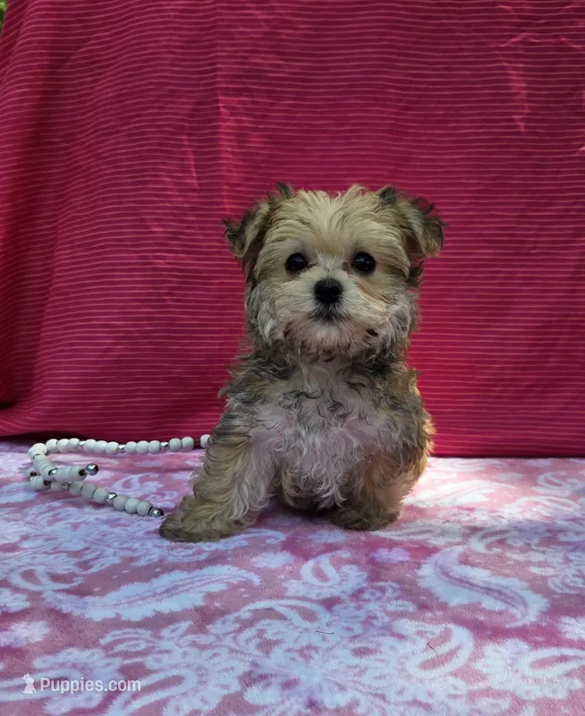 Petunia – Morkie puppy for sale in Lake, MI