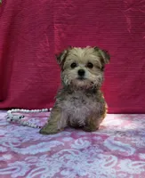 Petunia, a female Morkie for sale in Lake, MI – 3 of 7