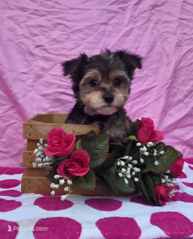 Twinkle – Morkie puppy for sale in Lake, MI