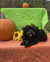 Smoky , a male Morkie for sale in Lake, MI – 1 of 6