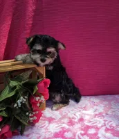 Pixie, a female Morkie for sale in Lake, MI – 4 of 10