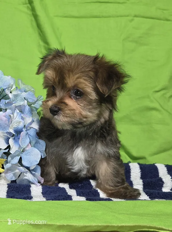 Teddy – Morkie puppy for sale in Lake, MI