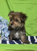 Teddy, a male Morkie for sale in Lake, MI – 1 of 5