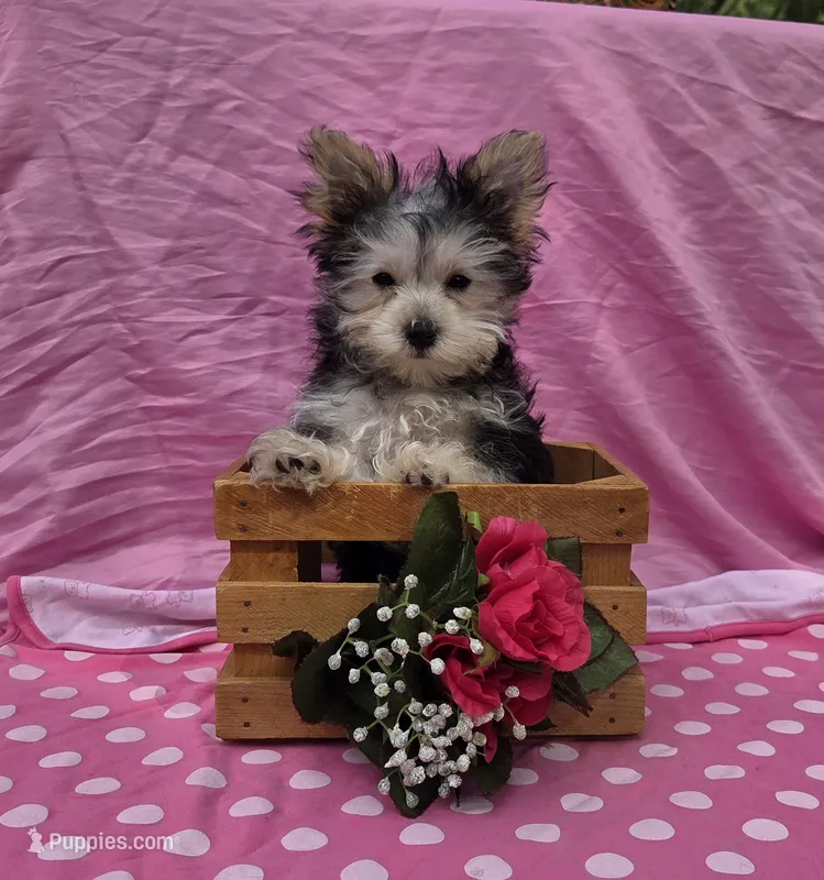Paisley  – Morkie puppy for sale in Lake, MI
