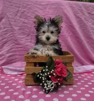 Paisley , a female Morkie for sale in Lake, MI – 1 of 9