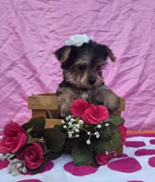 Tilly, a female Morkie for sale in Lake, MI – 2 of 6