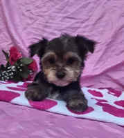 Twinkle, a female Morkie for sale in Lake, MI – 4 of 6
