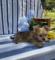 Prince , a male Morkie for sale in Lake, MI – 7 of 7