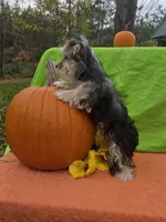 Snickers , a male Morkie for sale in Lake, MI – 4 of 4