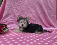 Paisley , a female Morkie for sale in Lake, MI – 5 of 9