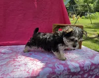 Paisley , a female Morkie for sale in Lake, MI – 8 of 9