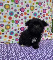 Sasha, a female Morkie for sale in Lake, MI – 7 of 7