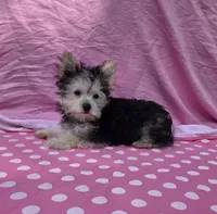 Paisley , a female Morkie for sale in Lake, MI – 4 of 9