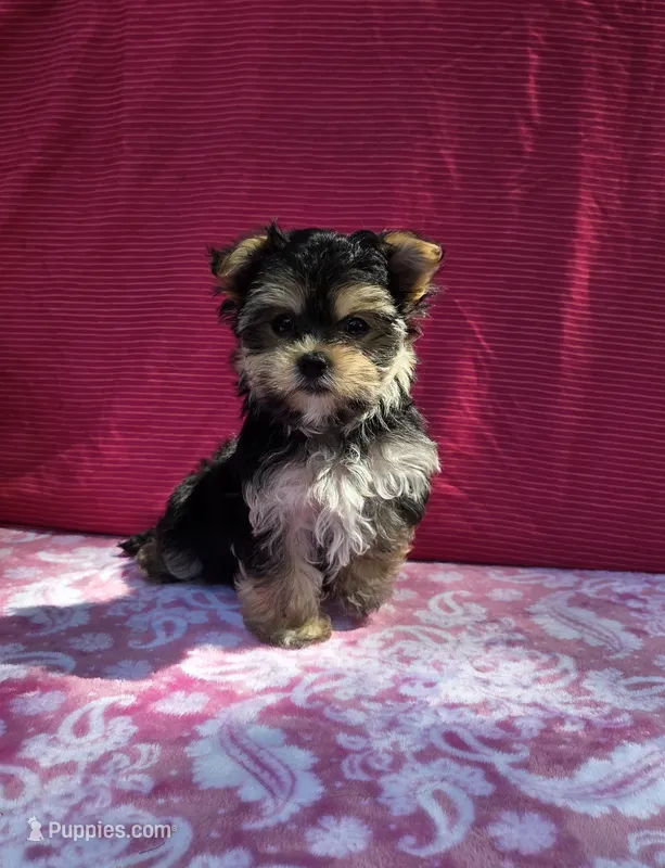 Pixie – Morkie puppy for sale in Lake, MI