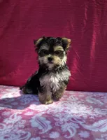 Pixie, a female Morkie for sale in Lake, MI – 2 of 10