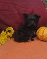 Sasha, a female Morkie for sale in Lake, MI – 4 of 6