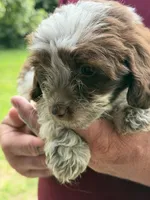Lucy, a female Doxiepoo for sale in Nevada, MO – 3 of 8