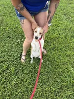 Bill, a male Beagle for sale in Nevada, MO – 6 of 7