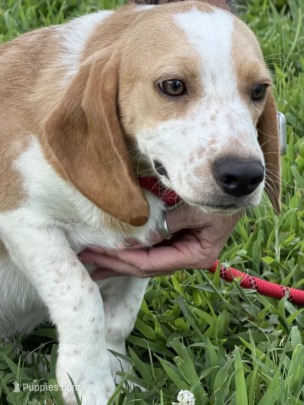 Bill, a male Beagle for sale in Nevada, MO – 1 of 7