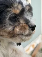 Chopper, a male Doxiepoo for sale in Nevada, MO – 5 of 8