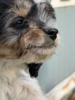Chopper, a male Doxiepoo for sale in Nevada, MO – 3 of 8