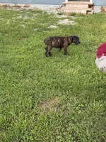 Bella, a female Cane Corso for sale in Nevada, MO – 6 of 10