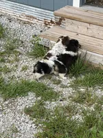 Bandit, a male Doxiepoo for sale in Nevada, MO – 5 of 7