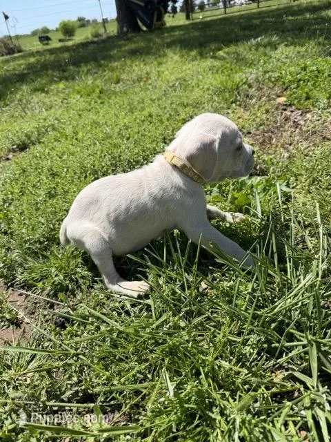 Light Yellow Female – Cane Corso puppy for sale in Nevada, MO