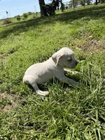 Light Yellow Female, a female Cane Corso for sale in Nevada, MO – Photo 2 of 7