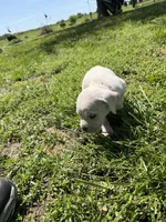Light Yellow Female, a female Cane Corso for sale in Nevada, MO – Photo 4 of 7