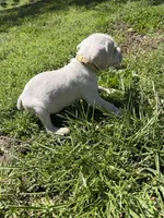 Light Yellow Female, a female Cane Corso for sale in Nevada, MO – Photo 5 of 7