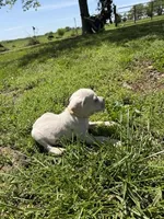 Light Yellow Female, a female Cane Corso for sale in Nevada, MO – Photo 3 of 7