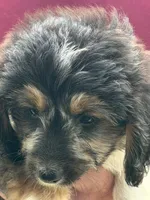 Bandit, a male Doxiepoo for sale in Nevada, MO – 2 of 7