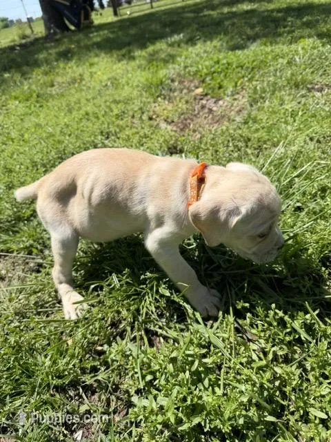 Orange collar Female – Cane Corso puppy for sale in Nevada, MO
