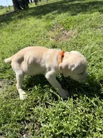 Orange collar Female, a female Cane Corso for sale in Nevada, MO – Photo 1 of 7