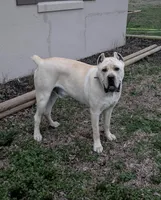 Orange collar Female, a female Cane Corso for sale in Nevada, MO – Photo 7 of 7