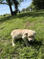 Orange collar Female, a female Cane Corso for sale in Nevada, MO – Photo 3 of 7