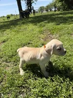 Orange collar Female, a female Cane Corso for sale in Nevada, MO – Photo 2 of 7