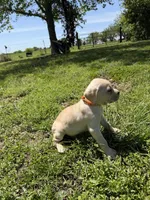 Orange collar Female, a female Cane Corso for sale in Nevada, MO – Photo 5 of 7