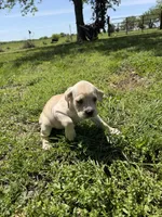 Orange collar Female, a female Cane Corso for sale in Nevada, MO – Photo 4 of 7