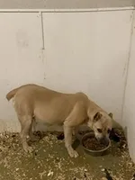 Orange collar Female, a female Cane Corso for sale in Nevada, MO – Photo 6 of 7