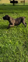 Bella, a female Cane Corso for sale in Nevada, MO – 2 of 10