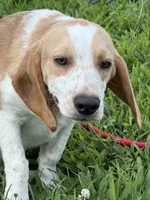 Bill, a male Beagle for sale in Nevada, MO – 2 of 7
