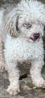 Bandit, a male Doxiepoo for sale in Nevada, MO – 7 of 7