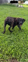 Bella, a female Cane Corso for sale in Nevada, MO – 3 of 10
