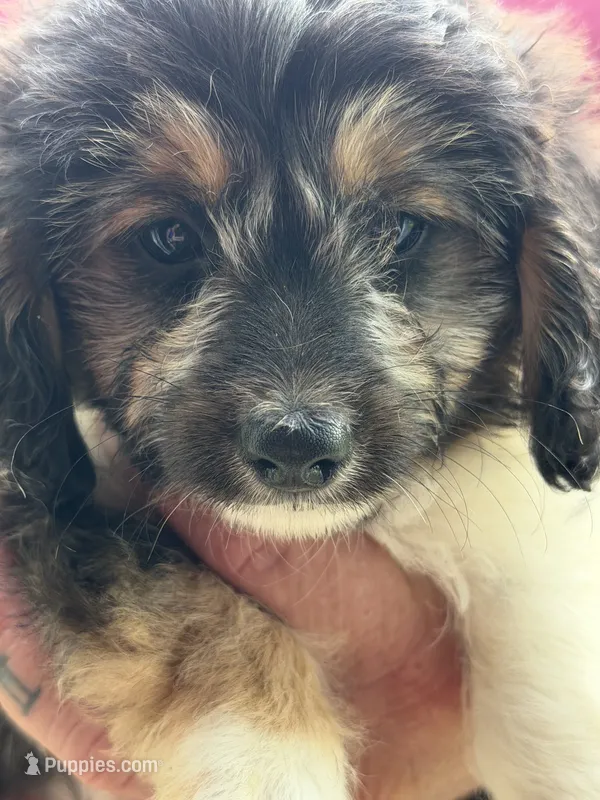 Bandit – Doxiepoo puppy for sale in Nevada, MO
