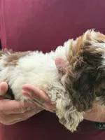 Lucy, a female Doxiepoo for sale in Nevada, MO – 4 of 8